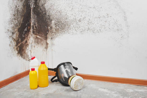 Best Mold Remediation for Schools in Marinette, WI