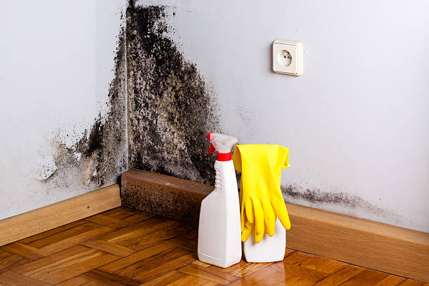 Best Mold Remediation for Schools in Marinette, WI