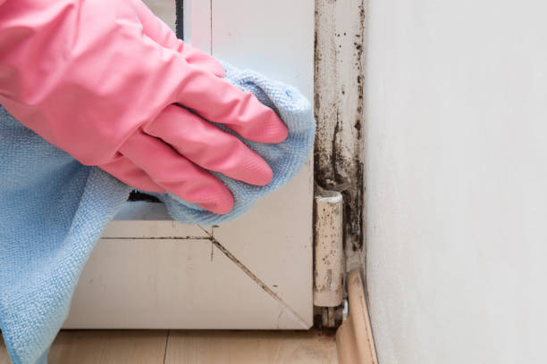 Best White Mold Remediation in Marinette, WI