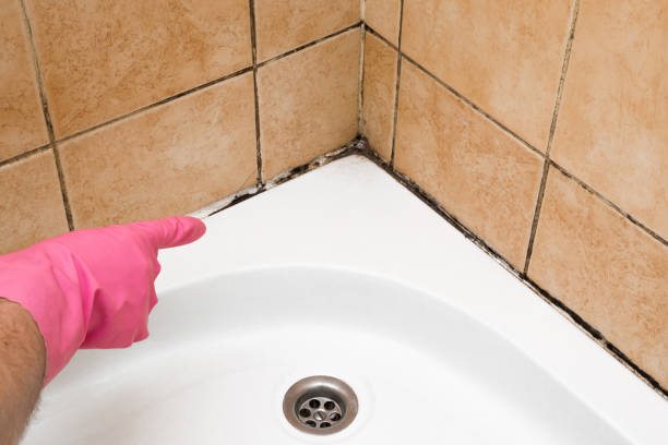 Best Health and Safety Mold Remediation in Marinette, WI
